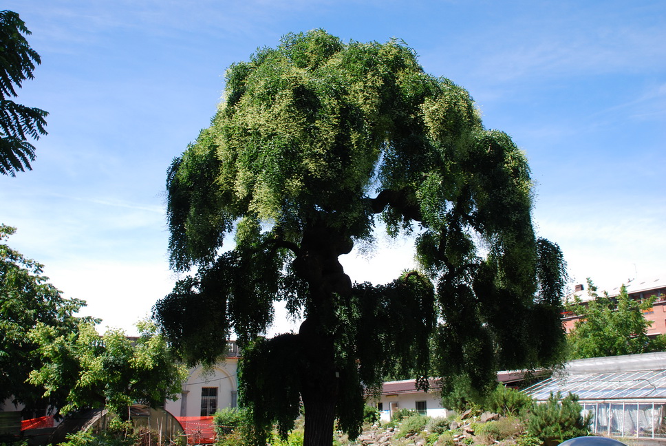 Orto Botanico_138.JPG